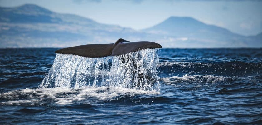 Whale tail rising above the ocean with water cascading from it and mountains in the distance.