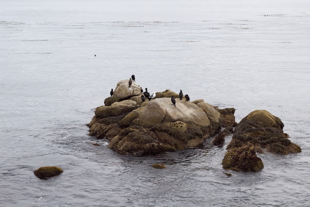 A rocky outcrop in the ocean with several birds resting on it.