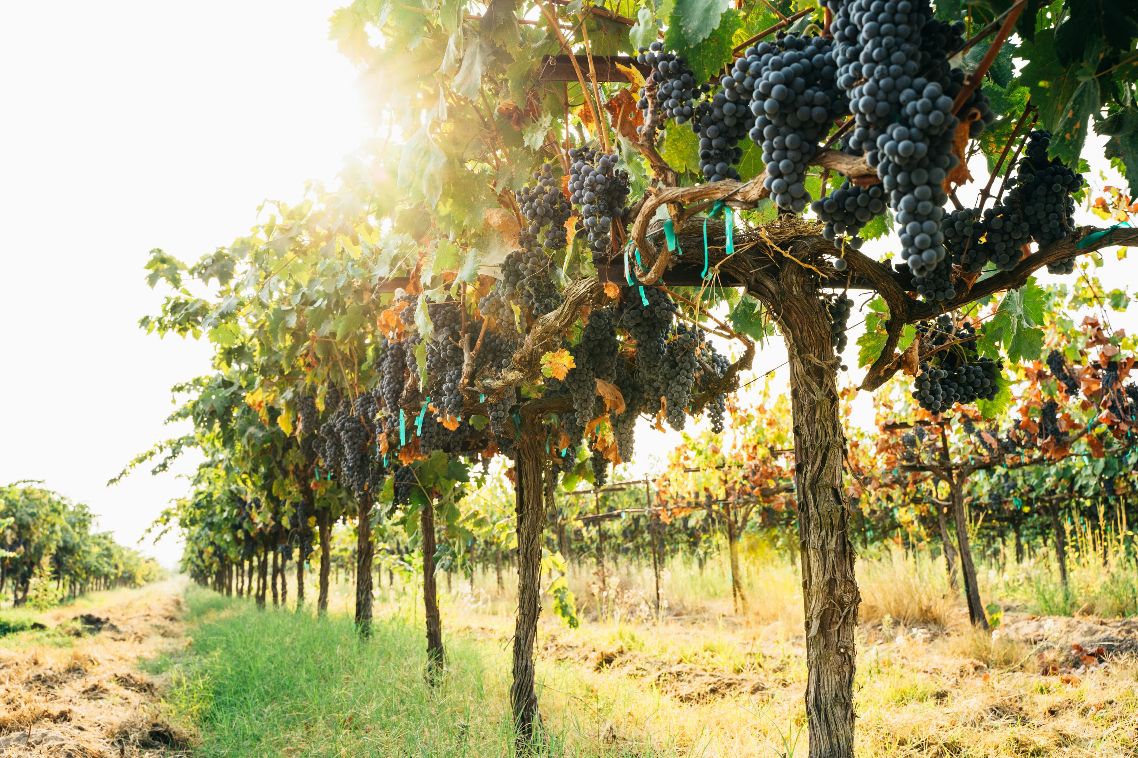A sunlit vineyard rows filled with ripe black grapes.