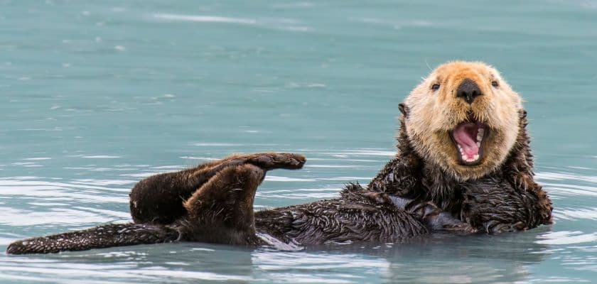 A playful otter floating on its back in water, with its mouth open.