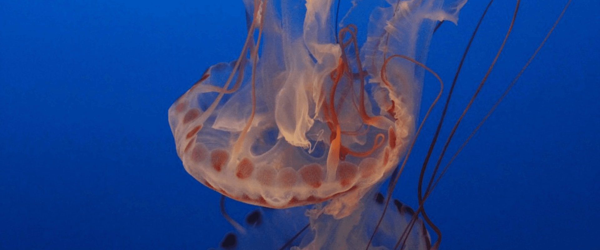 A translucent jellyfish with long tentacles floats against a blue background.