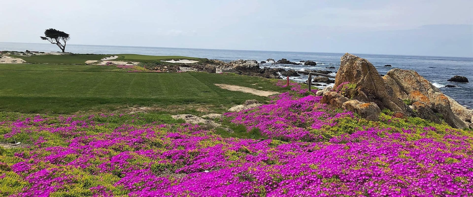 A scenic coastal view featuring vibrant pink flowers in the foreground, rocky formations, and a distant golf course under a cloudy sky.