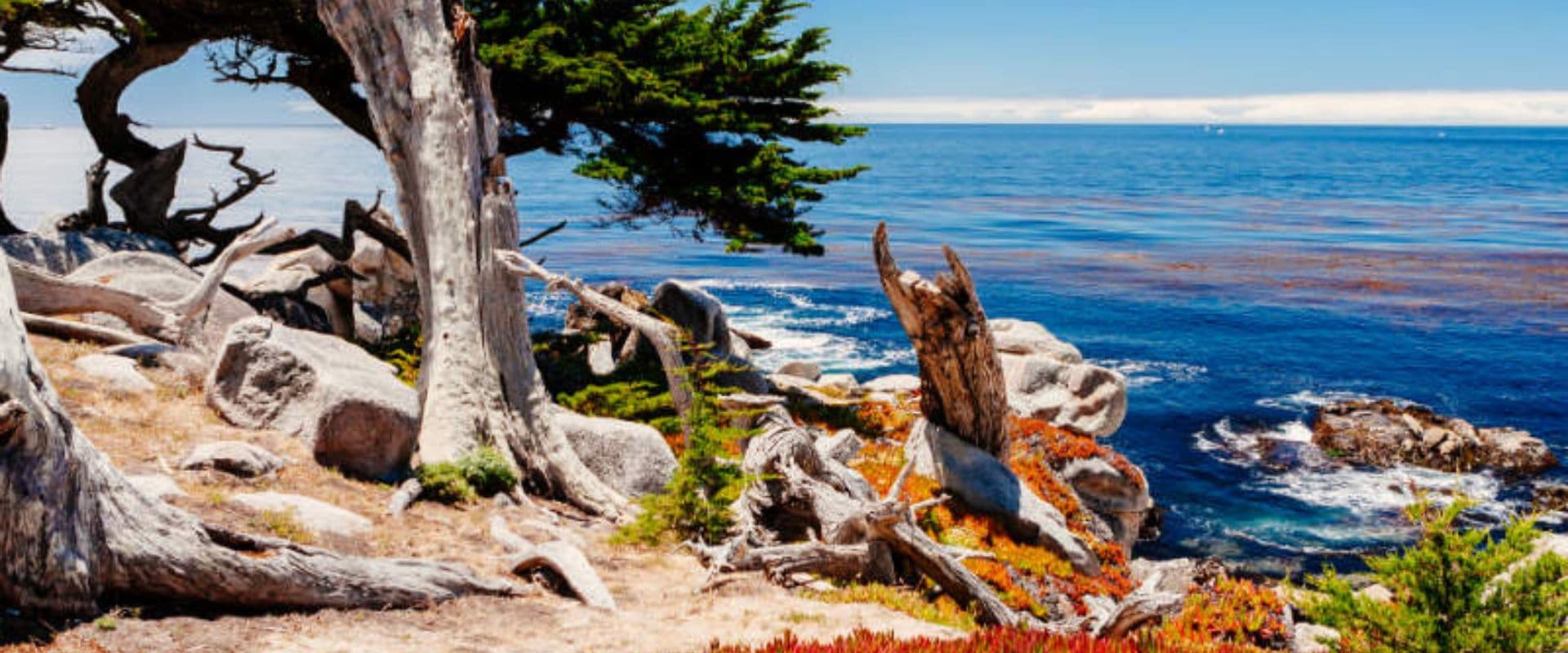 Cliff's edge with rocks and a tree overlooking the ocean