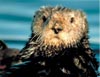 point-lobos-reserve