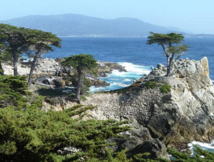 Scenic view from a hiking trail in Monterey, CA