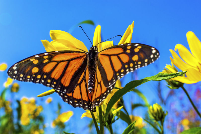 Butterfly Sanctuary