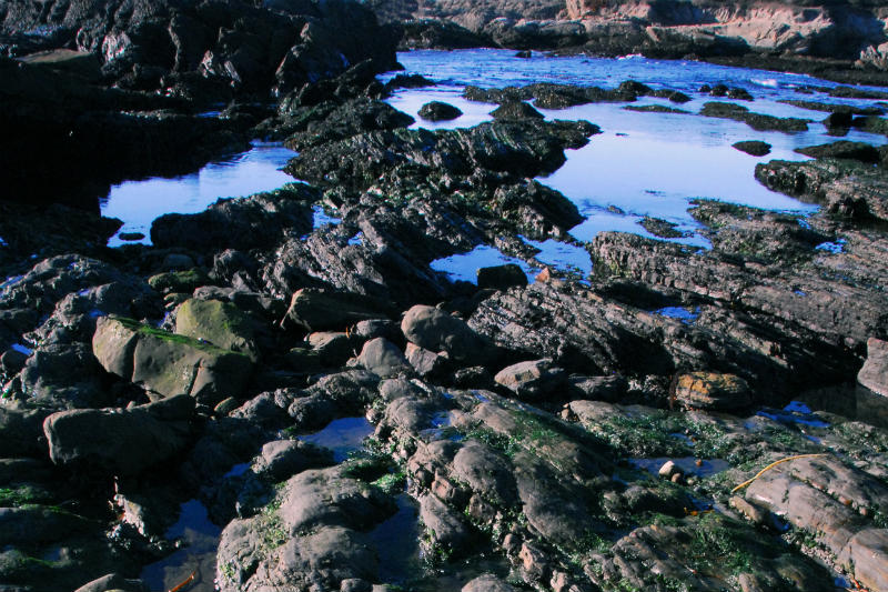 Point Lobos Tide Pools