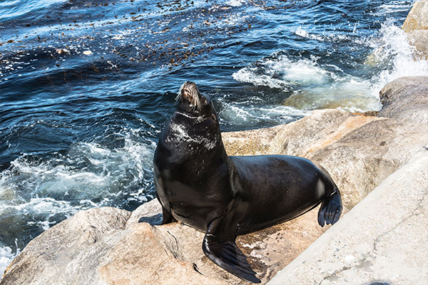 Seals in Monterey