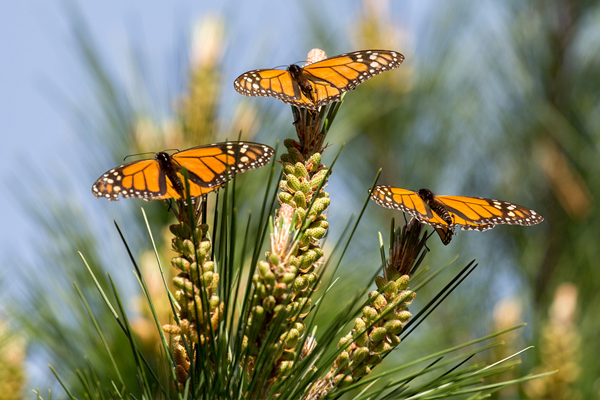 Monarch Butterflies in Monterey